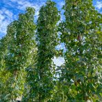 Ambrovník styraxový (Liquidambar Styraciflua) ´SLENDER SILHOUETTE´ výška: 300+ cm, obvod kmeňa: 8/10 cm, kont. C35L